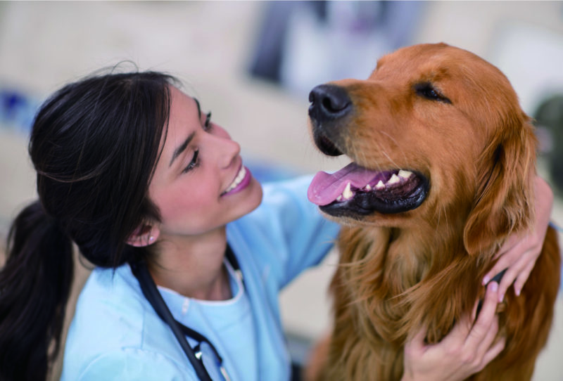 Veterinary Ultrasound Courses for Recent Grads | National Ultrasound